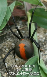 セアカゴケグモ