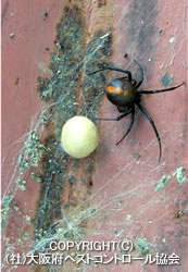 セアカゴケグモ卵