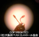 q^LNCV