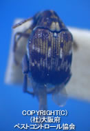 AYL}]EV